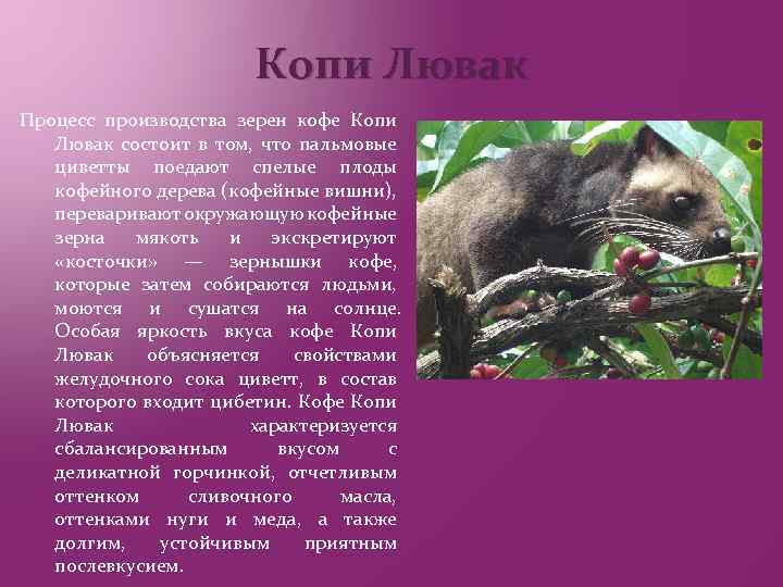 Копи Лювак Процесс производства зерен кофе Копи Лювак состоит в том, что пальмовые циветты