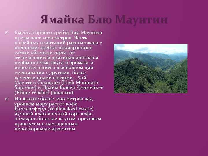 Ямайка Блю Маунтин Высота горного хребта Блу-Маунтин превышает 2000 метров. Часть кофейных плантаций расположена