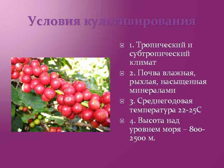 Условия культивирования 1. Тропический и субтропический климат 2. Почва влажная, рыхлая, насыщенная минералами 3.