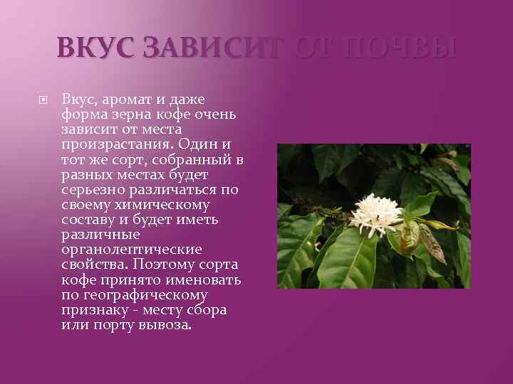 ВКУС ЗАВИСИТ ОТ ПОЧВЫ Вкус, аромат и даже форма зерна кофе очень зависит от