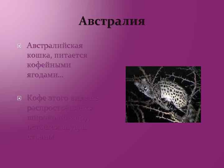 Австралия Австралийская кошка, питается кофейными ягодами… Кофе этого вида не распространяется широко по миру,