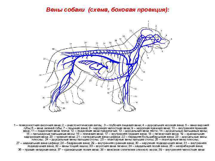 Нервная система кошки схема