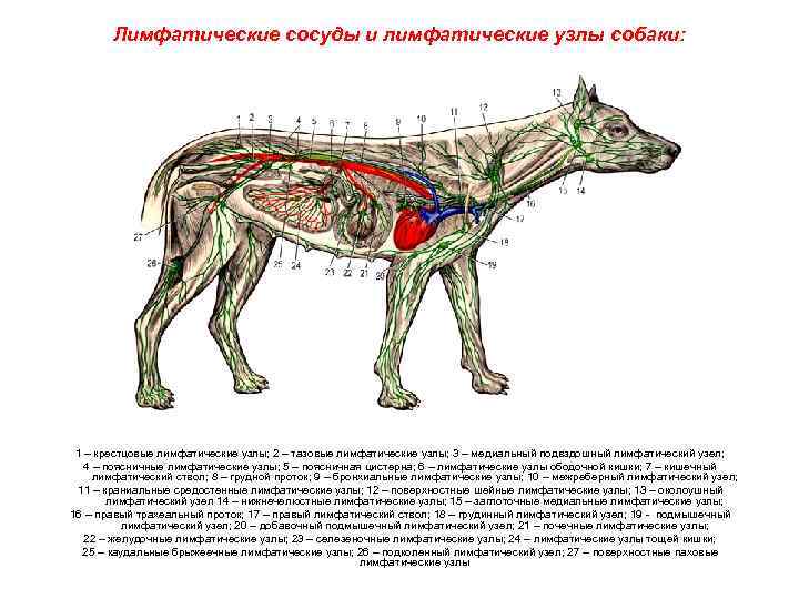 Увеличены лимфоузлы у собаки. Строение лимфатической системы собаки. Лимфатические узлы собаки анатомия. Расположение лимфатических узлов у собак и кошек. Лимфатическая система собаки расположение.