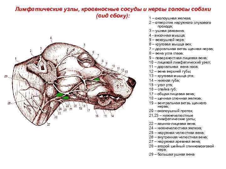 У собаки воспалились лимфоузлы. Поднижнечелюстные лимфатические узлы у собак. Лимфатическая система головы собаки. Лимфатическая система собаки расположение. Анатомия подчелюстной лимфоузел собаки.