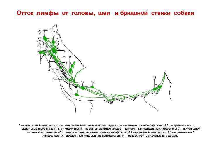 Лимфоузлы у собаки схема