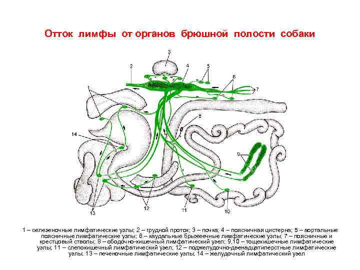 Лимфоузлы брюшной полости схема