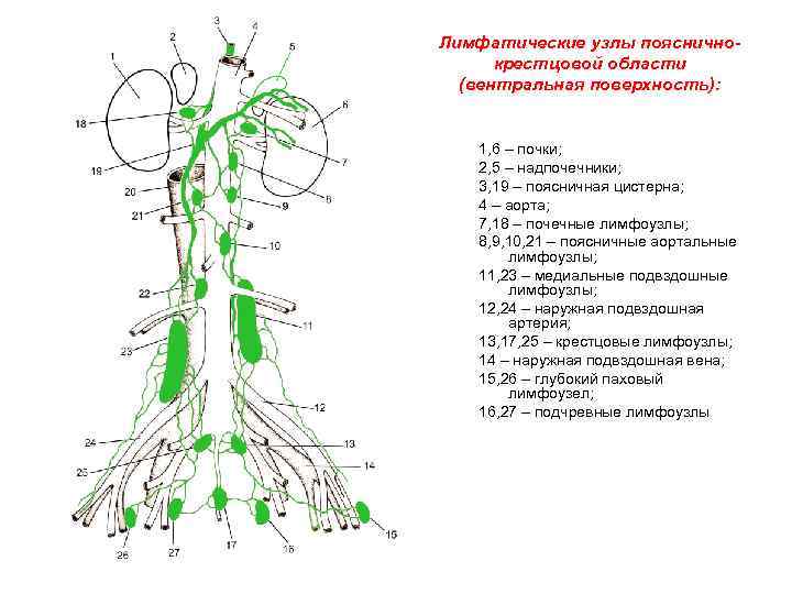 В каком месте лимфоузлы. Регионарные лимфатические узлы схема. Лимфатическая система брюшной полости схема. Парааортальные лимфоузлы схема. Лимфатические узлы грудной полости анатомия.