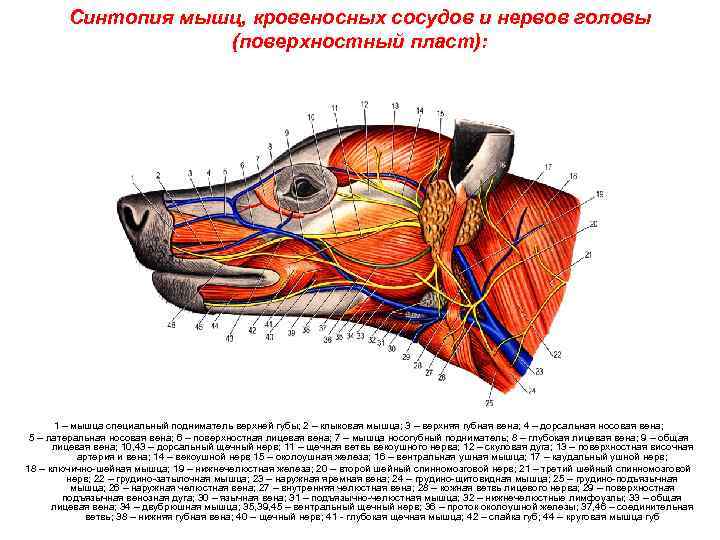 Артерии головы лошади фото с обозначением