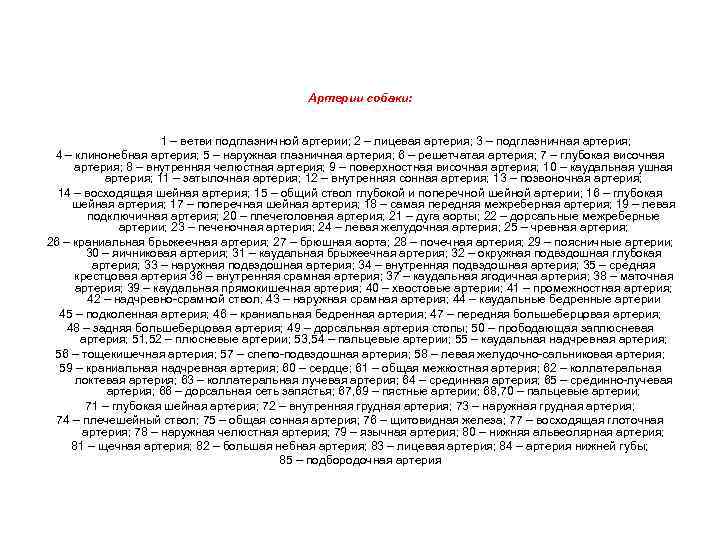 Артерии собаки: 1 – ветви подглазничной артерии; 2 – лицевая артерия; 3 – подглазничная