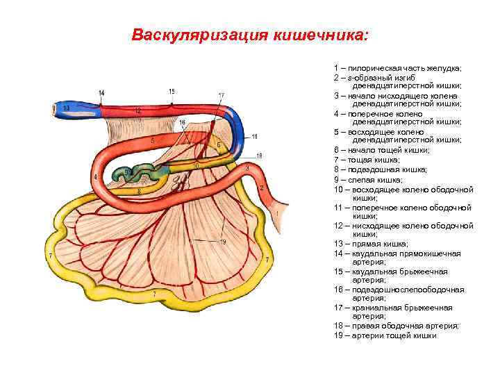 Васкуляризация это