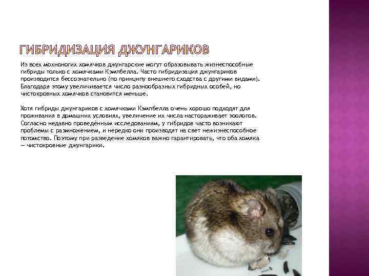 Из всех мохноногих хомячков джунгарские могут образовывать жизнеспособные гибриды только с хомячками Кэмпбелла. Часто