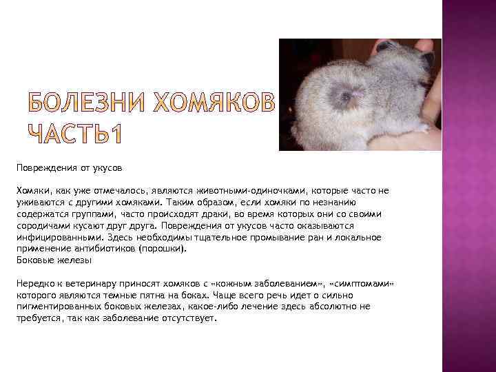 Повреждения от укусов Хомяки, как уже отмечалось, являются животными-одиночками, которые часто не уживаются с