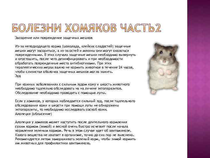 Засорение или повреждение защечных мешков Из-за неподходящего корма (шоколада, клейких сладостей) защечные мешки могут