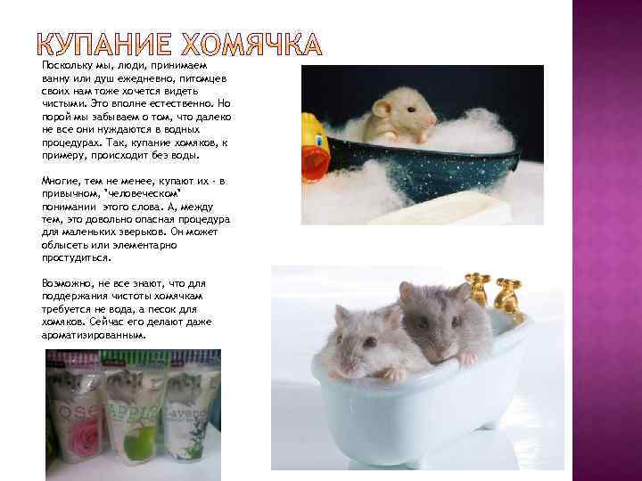 Поскольку мы, люди, принимаем ванну или душ ежедневно, питомцев своих нам тоже хочется видеть