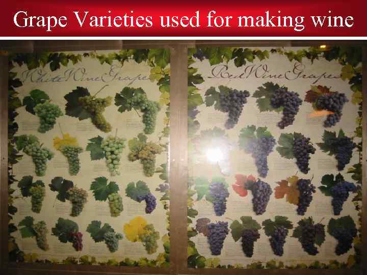 Grape Varieties used for making wine 