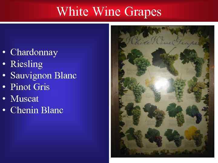 White Wine Grapes • • • Chardonnay Riesling Sauvignon Blanc Pinot Gris Muscat Chenin