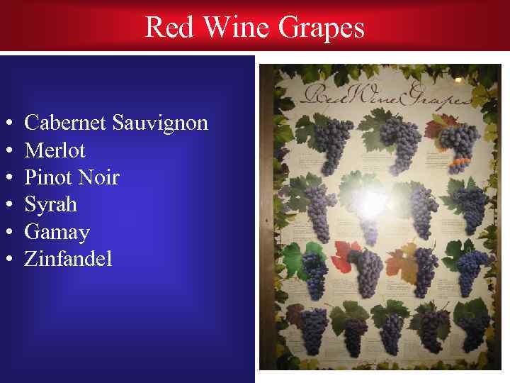 Red Wine Grapes • • • Cabernet Sauvignon Merlot Pinot Noir Syrah Gamay Zinfandel