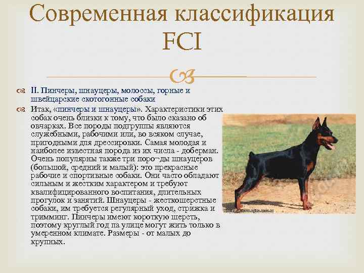 Современная классификация FCI II. Пинчеры, шнауцеры, молоссы, горные и швейцарские скотогонные собаки Итак, «пинчеры