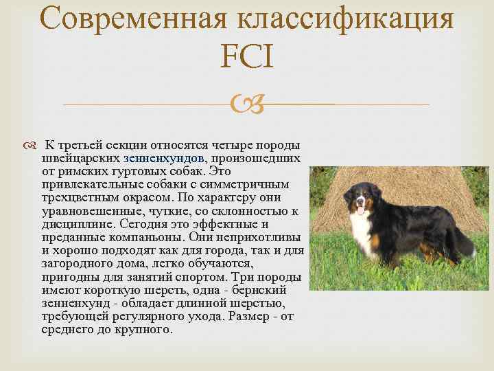 Современная классификация FCI К третьей секции относятся четыре породы швейцарских зенненхундов, произошедших от римских