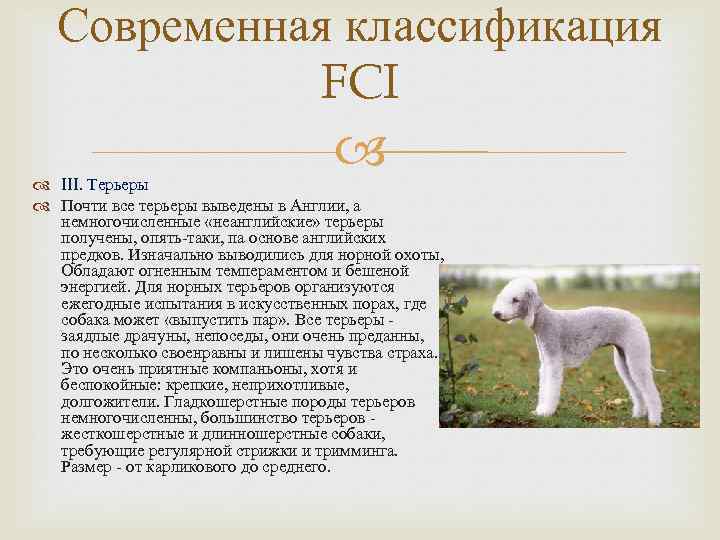 Группы fci собак. Классификация пород собак FCI 9 группа. 1 Группа собак FCI. Классификации пород собак международной кинологической Федерации. Классификация пород собак FCI 8 групп.