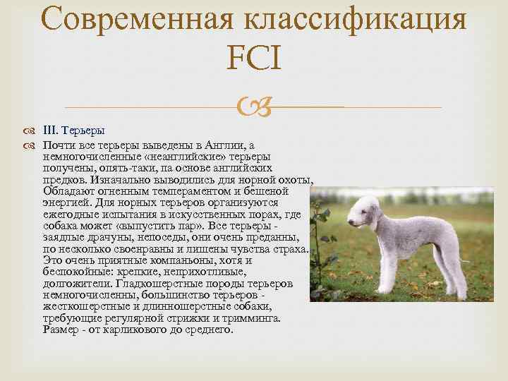 Классификация собаки. Классификация пород собак FCI 9 группа. FCI породы собак. Классификация пород собак FCI 8 группа. Классификации пород собак международной кинологической Федерации.