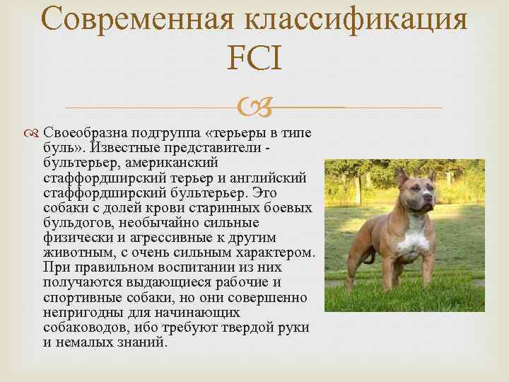 Современная классификация FCI Своеобразна подгруппа «терьеры в типе буль» . Известные представители бультерьер, американский