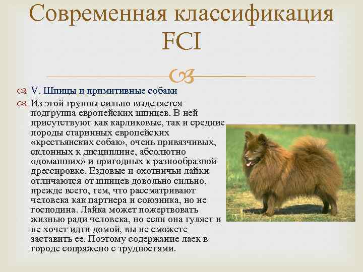 Группы fci схема классификация пород собак