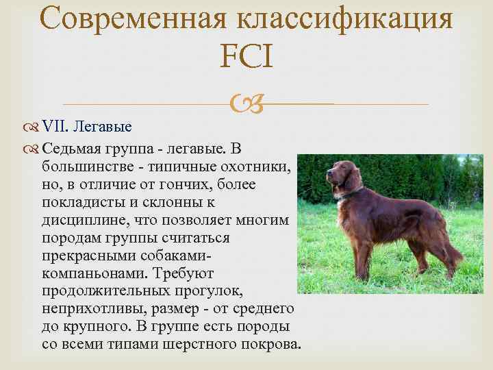 Современная классификация FCI VII. Легавые Седьмая группа - легавые. В большинстве - типичные охотники,