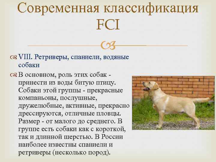 5 группа собак. Классификации пород собак международной кинологической Федерации. Группы ФЦИ породы собак. Классификация собак по группам FCI. Классификация пород собак по FCI.