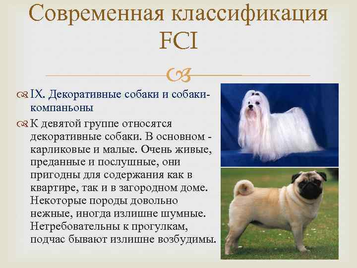 Какие действия принадлежат собаке которой сделали операцию. Классификации пород собак международной кинологической Федерации. 9 Группа ФЦИ список пород. Группы ФЦИ собак. 9 Группа FCI.