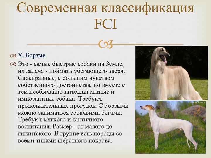 Современная классификация FCI X. Борзые Это - самые быстрые собаки на Земле, их задача