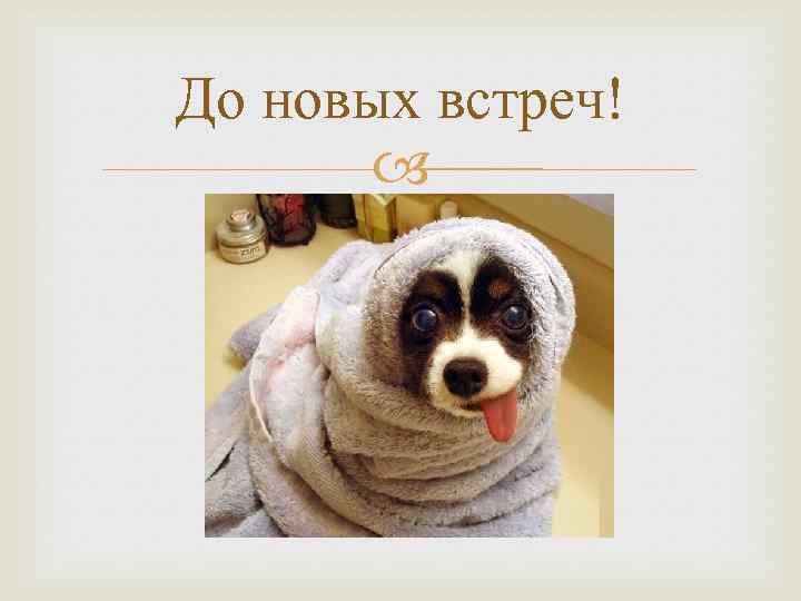 До новых встреч! 