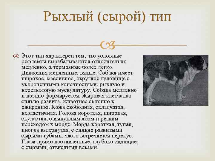 Доклад: Конституція та екстер’єр собаки