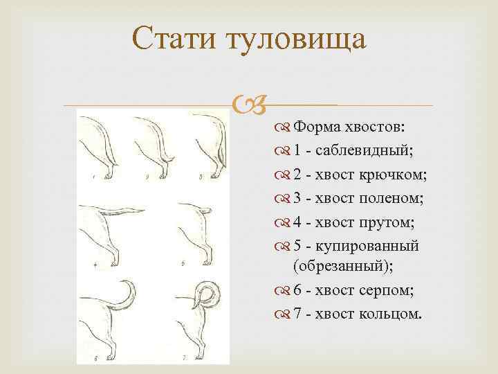 Стати туловища Форма хвостов: 1 - саблевидный; 2 - хвост крючком; 3 - хвост
