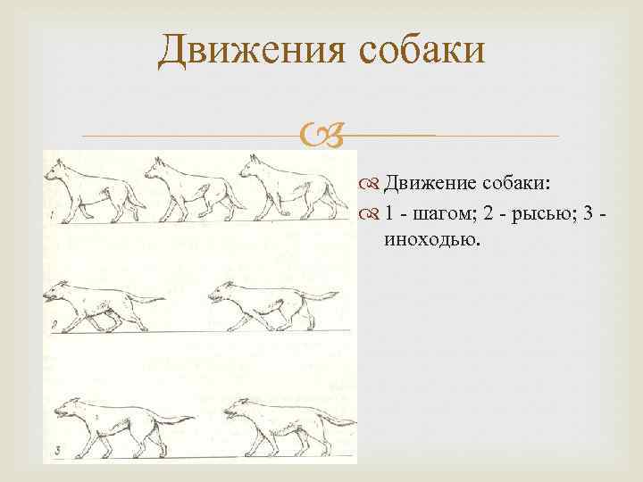 Движения собаки Движение собаки: 1 - шагом; 2 - рысью; 3 иноходью. 
