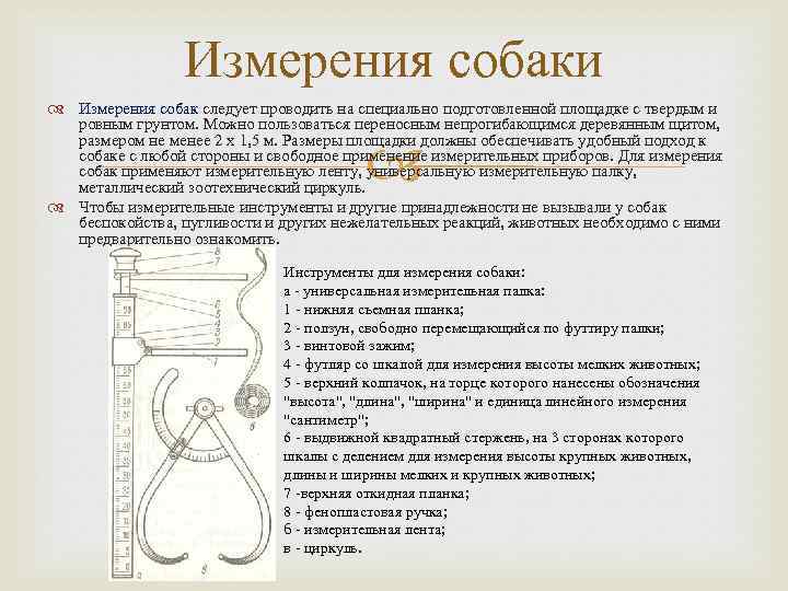 Измерения собаки Измерения собак следует проводить на специально подготовленной площадке с твердым и ровным