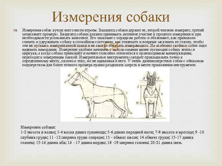 Измерения собаки Измерения собак лучше всего вести втроем. Владелец собаки держит ее, второй человек