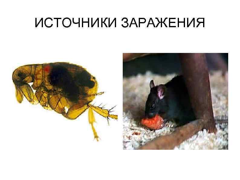 ИСТОЧНИКИ ЗАРАЖЕНИЯ 
