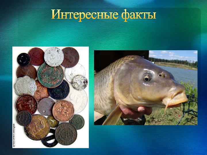 Интересные факты 