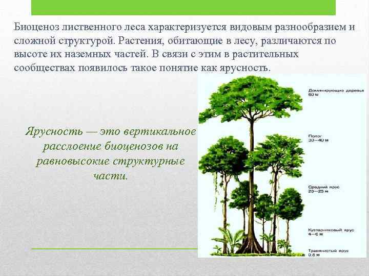 Пространственная структура биоценоза картинки