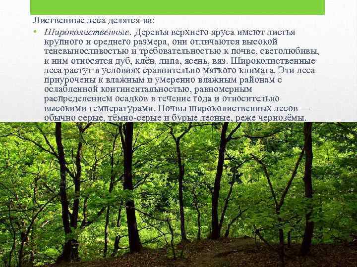 Лиственные леса делятся на: • Широколиственные. Деревья верхнего яруса имеют листья крупного и среднего