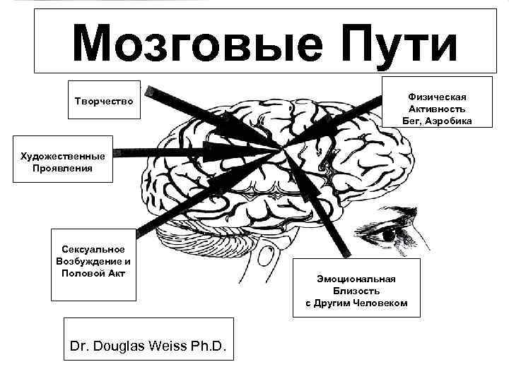 Мозговые Пути Творчество Физическая Активность Бег, Аэробика Художественные Проявления Сексуальное Возбуждение и Половой Акт