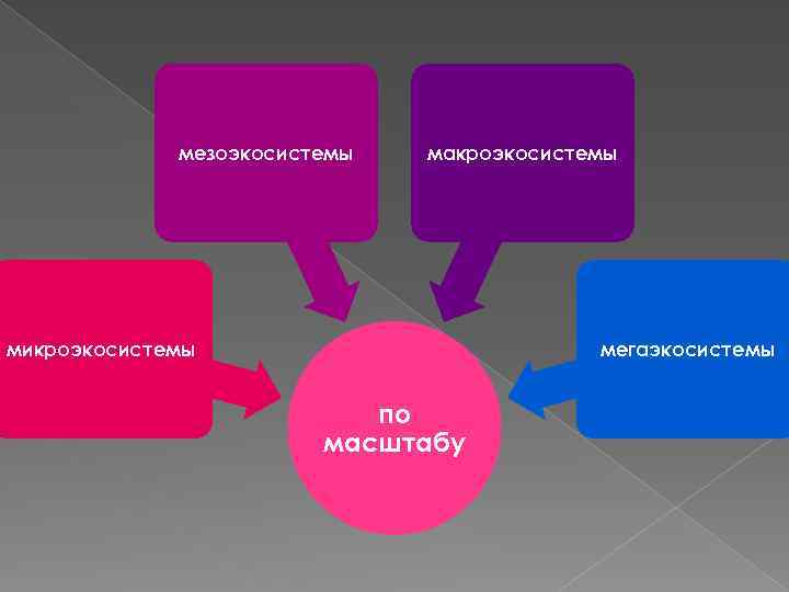 мезоэкосистемы макроэкосистемы микроэкосистемы мегаэкосистемы по масштабу 