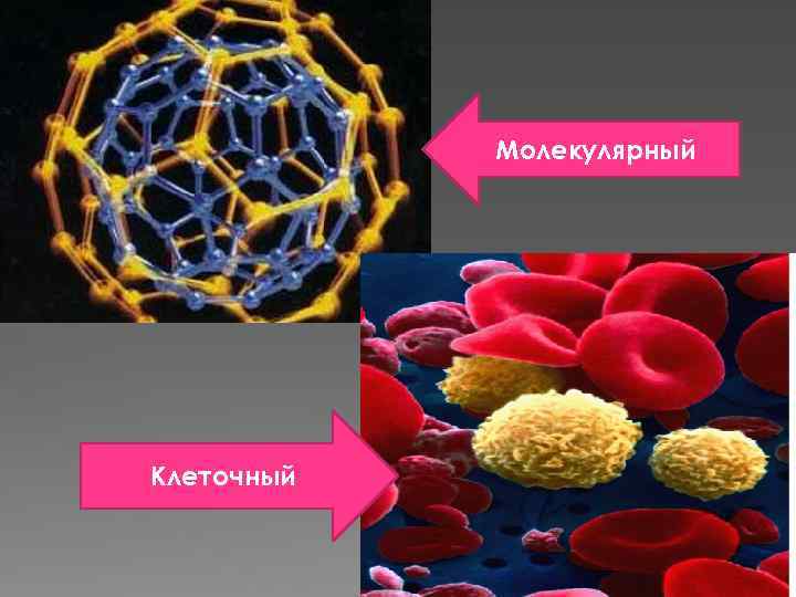 Молекулярный Клеточный 