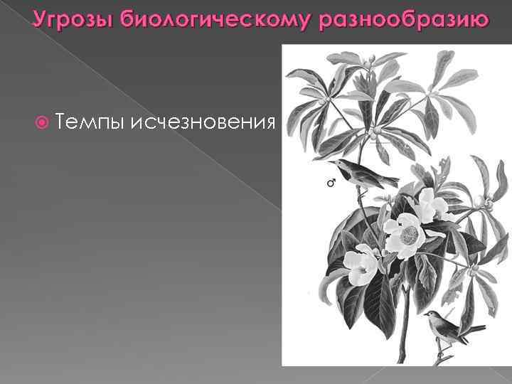 Угрозы биологическому разнообразию Темпы исчезновения 