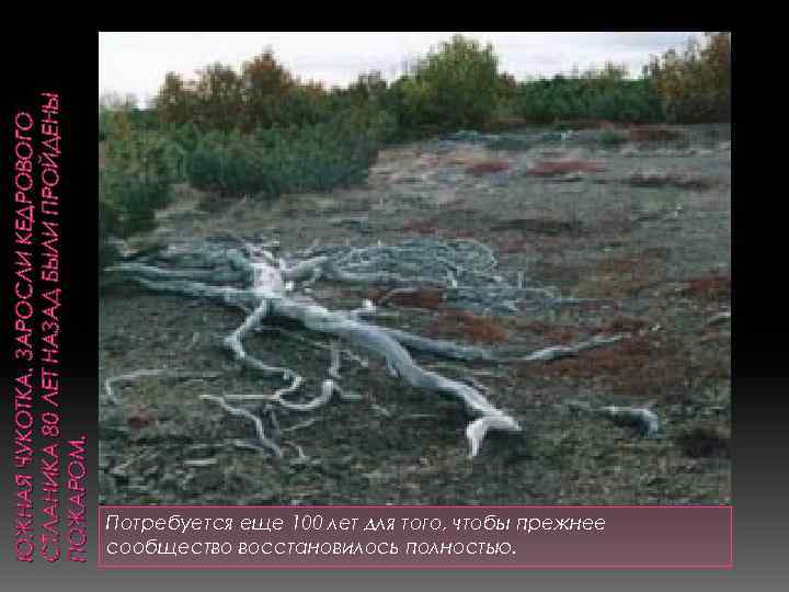 ЮЖНАЯ ЧУКОТКА. ЗАРОСЛИ КЕДРОВОГО СТЛАНИКА 80 ЛЕТ НАЗАД БЫЛИ ПРОЙДЕНЫ ПОЖАРОМ. Потребуется еще 100