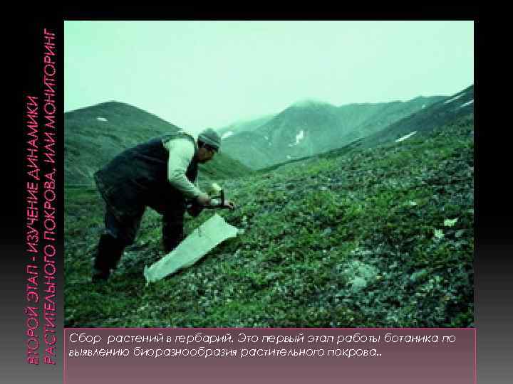 ВТОРОЙ ЭТАП - ИЗУЧЕНИЕ ДИНАМИКИ РАСТИТЕЛЬНОГО ПОКРОВА, ИЛИ МОНИТОРИНГ Сбор растений в гербарий. Это