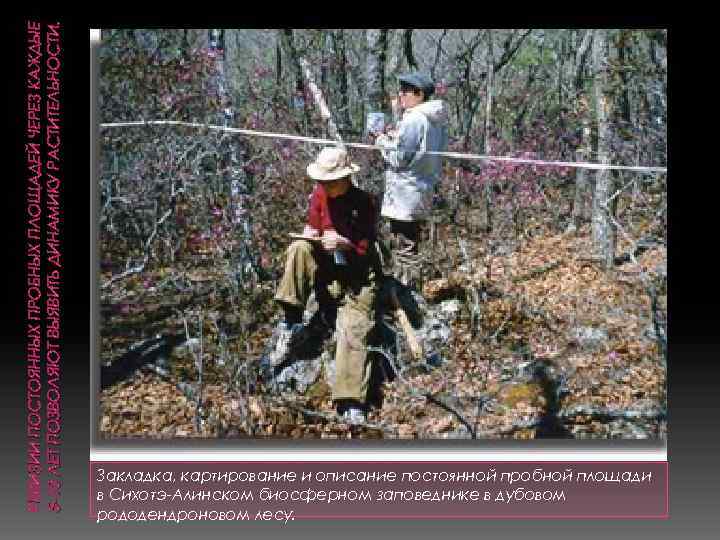 РЕВИЗИИ ПОСТОЯННЫХ ПРОБНЫХ ПЛОЩАДЕЙ ЧЕРЕЗ КАЖДЫЕ 5 -10 ЛЕТ ПОЗВОЛЯЮТ ВЫЯВИТЬ ДИНАМИКУ РАСТИТЕЛЬНОСТИ. Закладка,