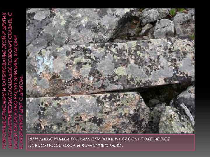 ПОВТОРНЫЕ ОПИСАНИЯ И КАРТИРОВАНИЕ ЭТОЙ И ДРУГИХ ЛИХЕНОМЕТРИЧЕСКИХ ПЛОЩАДОК ПОЗВОЛИТ СКАЗАТЬ, С КАКОЙ СКОРОСТЬЮ