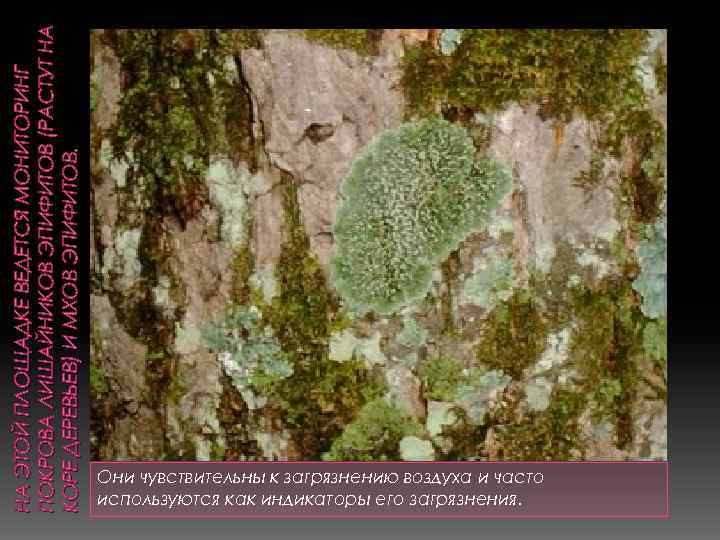 НА ЭТОЙ ПЛОЩАДКЕ ВЕДЕТСЯ МОНИТОРИНГ ПОКРОВА ЛИШАЙНИКОВ ЭПИФИТОВ (РАСТУТ НА КОРЕ ДЕРЕВЬЕВ) И МХОВ
